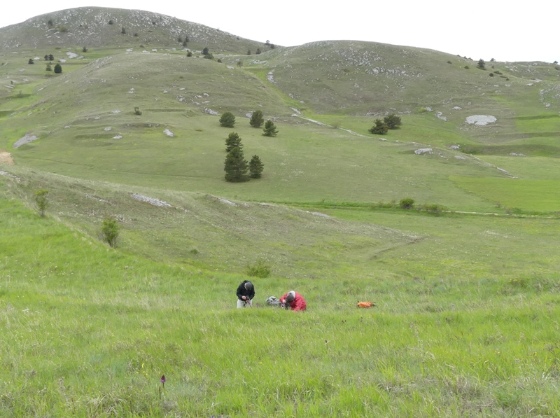 Orchis xhybrida (Orchis militaris x Orchis purpurea) altopiani abruzzesi - giugno 2018